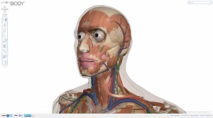 Interaktivni človeški anatomski atlas